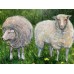 Buy oil painting Sheep