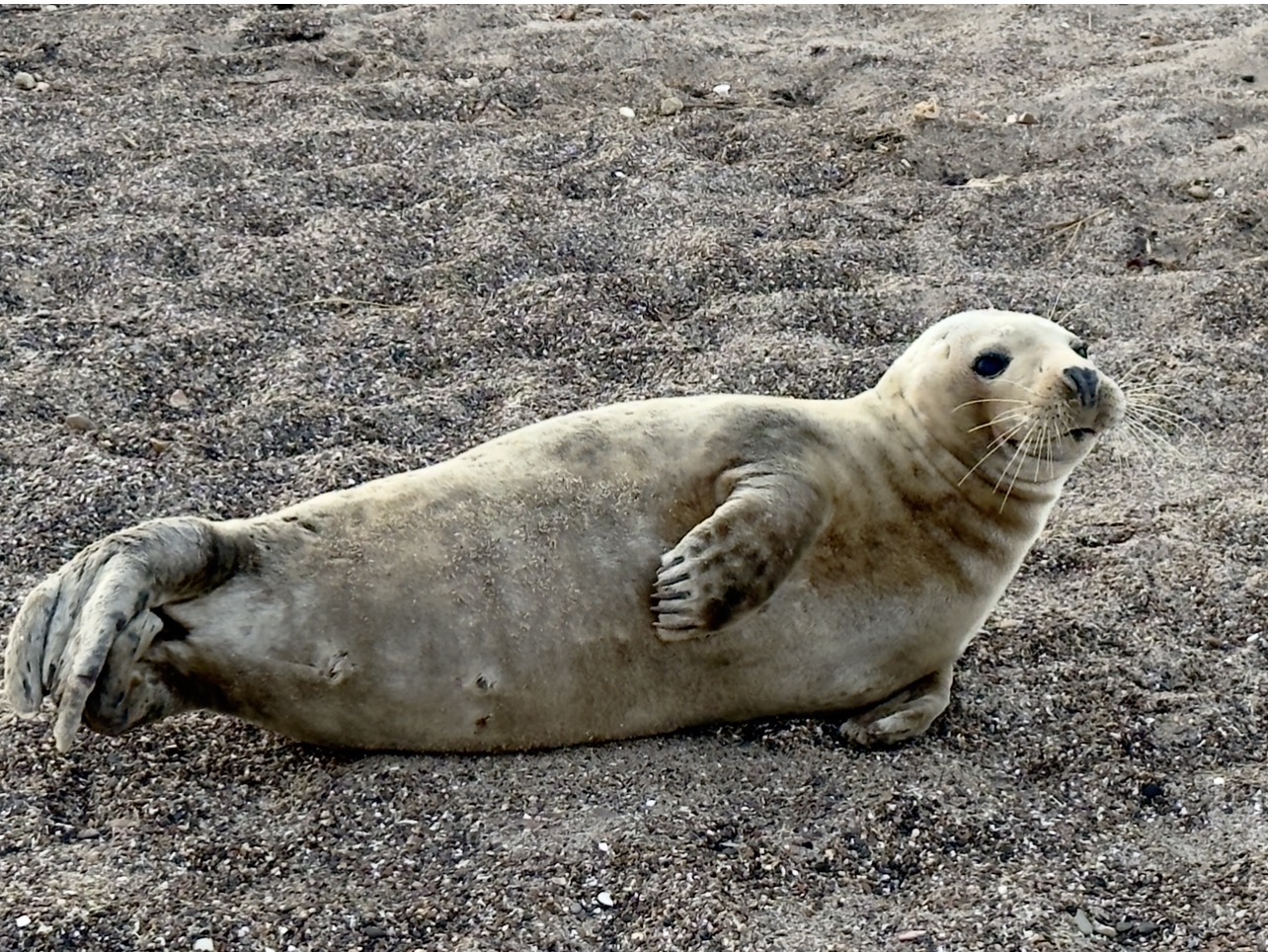Seal resting on the North Sea beach near Mablethorpe